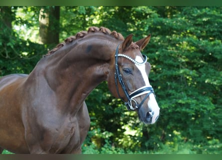 Oldenburg, Gelding, 9 years, 17 hh