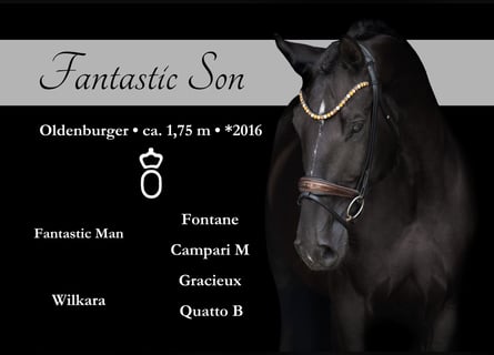 Oldenburg, Gelding, 9 years, 17,1 hh, Black