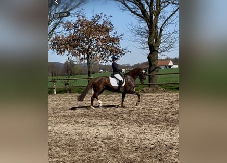Oldenburg, Giumenta, 10 Anni, 162 cm