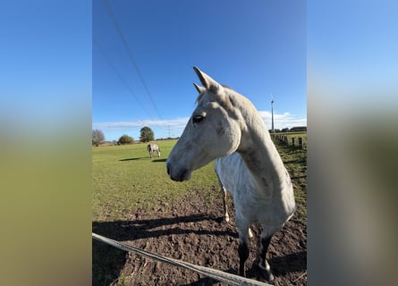 Oldenburg, Giumenta, 10 Anni, 167 cm, Grigio pezzato