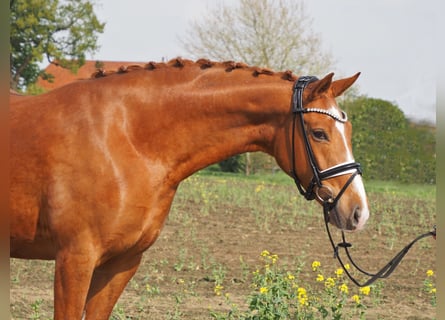 Oldenburg, Giumenta, 10 Anni, 167 cm, Sauro