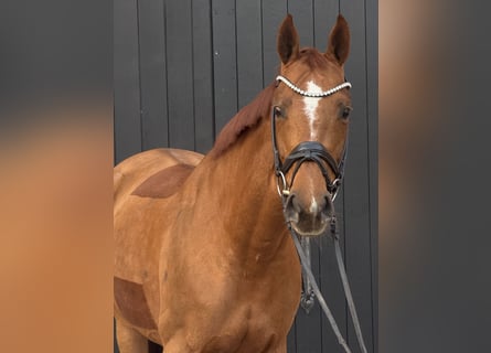 Oldenburg, Giumenta, 10 Anni, 168 cm, Sauro scuro