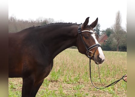 Oldenburg, Giumenta, 10 Anni, 169 cm, Baio scuro