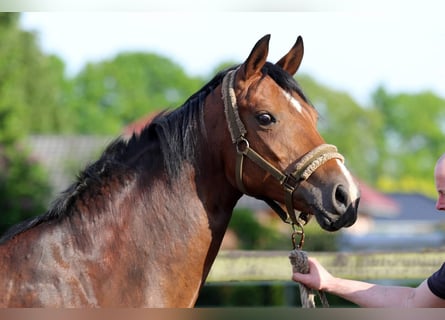 Oldenburg, Giumenta, 10 Anni, 170 cm, Baio