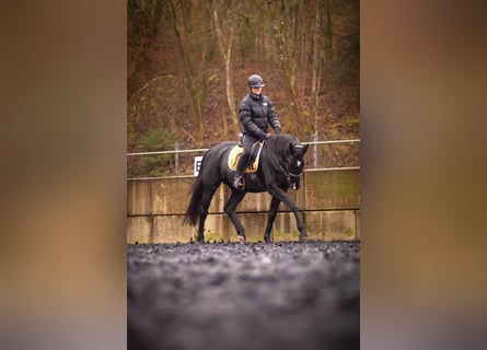 Oldenburg, Giumenta, 10 Anni, 170 cm, Morello