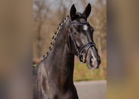 Oldenburg, Giumenta, 10 Anni, 170 cm, Morello