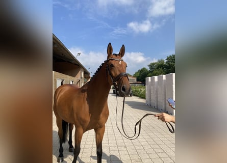 Oldenburg, Giumenta, 10 Anni, 171 cm, Baio