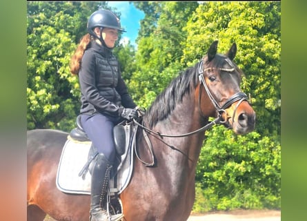 Oldenburg, Giumenta, 11 Anni, 163 cm, Baio scuro
