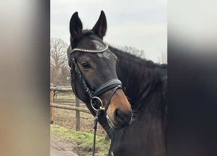 Oldenburg, Giumenta, 11 Anni, 167 cm, Baio
