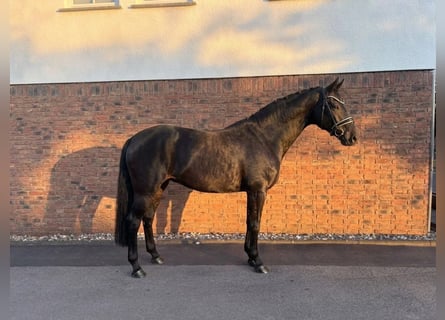 Oldenburg, Giumenta, 11 Anni, 169 cm, Baio nero