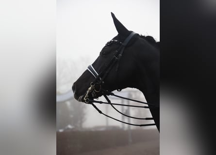 Oldenburg, Giumenta, 11 Anni, 170 cm, Morello