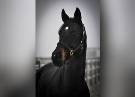 Oldenburg, Giumenta, 11 Anni, 172 cm, Baio nero