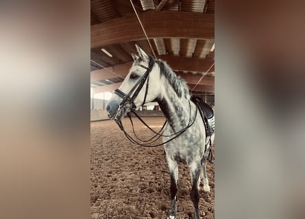 Oldenburg, Giumenta, 11 Anni, 173 cm, Grigio pezzato