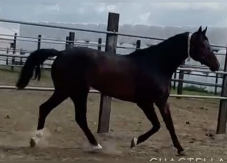 Oldenburg, Giumenta, 11 Anni, 174 cm, Baio scuro