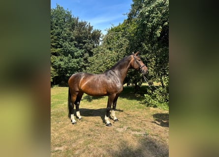 Oldenburg, Giumenta, 11 Anni, 175 cm, Baio