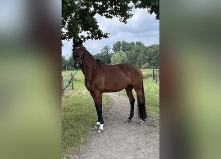 Oldenburg, Giumenta, 11 Anni, 175 cm, Baio