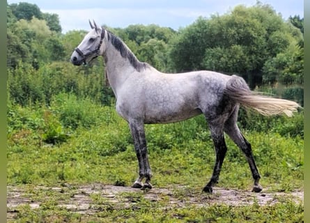 Oldenburg, Giumenta, 12 Anni, 165 cm, Grigio