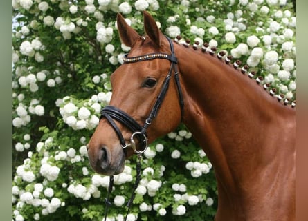 Oldenburg, Giumenta, 12 Anni, 165 cm, Sauro