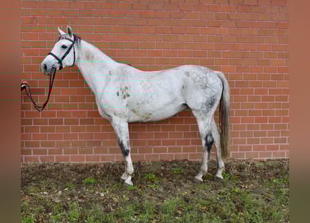 Oldenburg, Giumenta, 12 Anni, 167 cm, Grigio