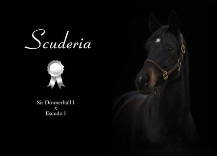 Oldenburg, Giumenta, 12 Anni, 172 cm, Baio nero