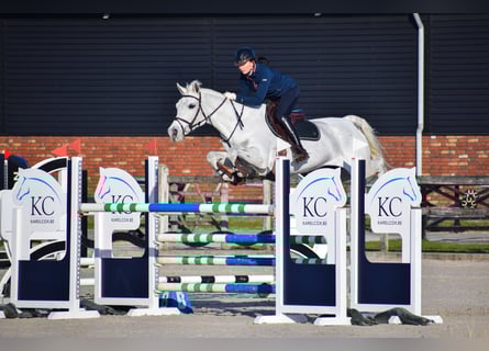 Oldenburg, Giumenta, 12 Anni, 172 cm, Grigio