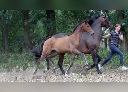 Oldenburg, Giumenta, 12 Anni