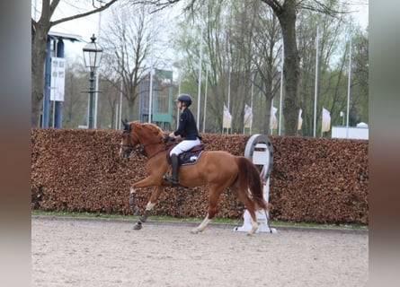 Oldenburg, Giumenta, 12 Anni, Sauro
