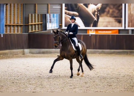 Oldenburg, Giumenta, 13 Anni, 167 cm, Baio scuro