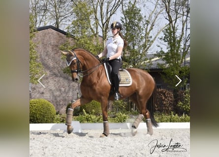 Oldenburg, Giumenta, 13 Anni, 172 cm, Sauro scuro