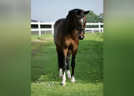Oldenburg, Giumenta, 14 Anni, 168 cm, Baio scuro