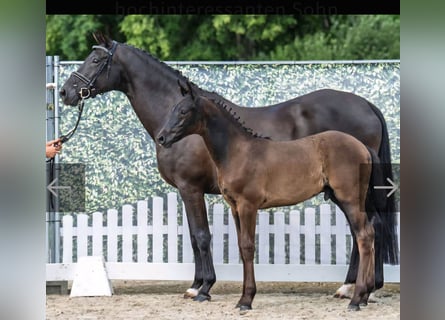 Oldenburg, Giumenta, 14 Anni, 168 cm, Morello
