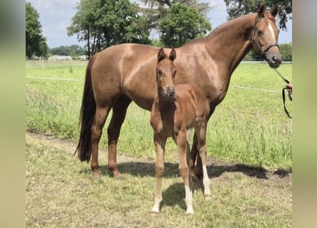 Oldenburg, Giumenta, 14 Anni, 168 cm, Sauro scuro