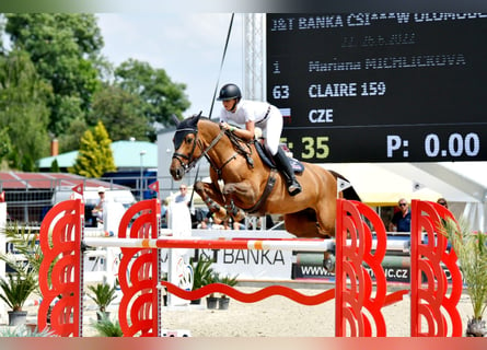 Oldenburg, Giumenta, 14 Anni, 169 cm, Sauro