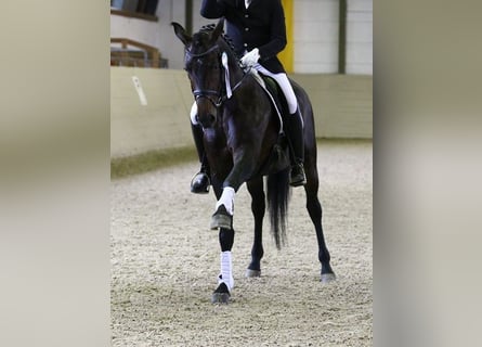 Oldenburg, Giumenta, 14 Anni, 170 cm, Baio scuro