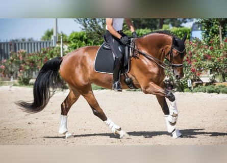 Oldenburg, Giumenta, 14 Anni, 177 cm, Baio ciliegia