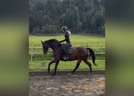 Oldenburg, Giumenta, 15 Anni, 164 cm, Baio