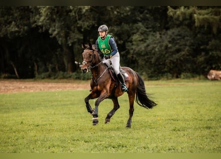 Oldenburg, Giumenta, 15 Anni, 166 cm, Baio scuro