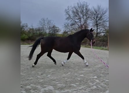 Oldenburg, Giumenta, 15 Anni, 170 cm, Baio