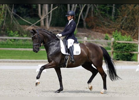 Oldenburg, Giumenta, 15 Anni, 170 cm, Baio nero