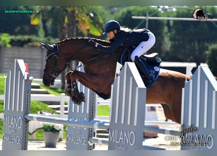 Oldenburg, Giumenta, 16 Anni, 170 cm, Sauro
