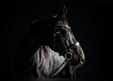 Oldenburg, Giumenta, 16 Anni, 172 cm, Baio scuro