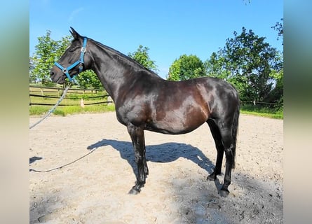 Oldenburg, Giumenta, 16 Anni, 173 cm, Baio nero