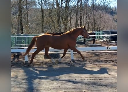 Oldenburg, Giumenta, 17 Anni, 169 cm, Sauro