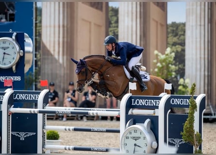 Oldenburg, Giumenta, 17 Anni, 170 cm, Baio