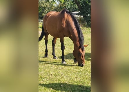 Oldenburg, Giumenta, 17 Anni, Baio