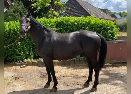 Oldenburg, Giumenta, 18 Anni, 165 cm, Morello