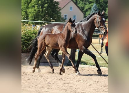 Oldenburg, Giumenta, 18 Anni, 168 cm, Baio nero