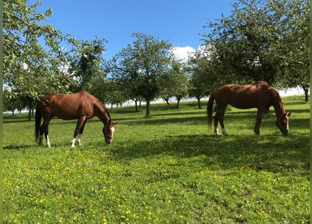 Oldenburg, Giumenta, 19 Anni, 172 cm, Baio