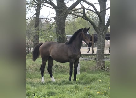 Oldenburg, Giumenta, 1 Anno, 160 cm, Baio