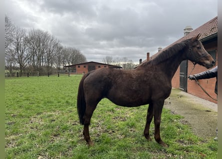 Oldenburg, Giumenta, 20 Anni, Sauro scuro